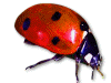 Captcha image 1009