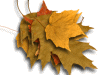 Captcha image 1337